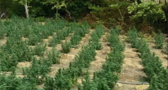 Police find narcotic plants in Vushtrri, not known who planted them