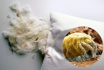 After reading this, you will go wash your pillows immediately