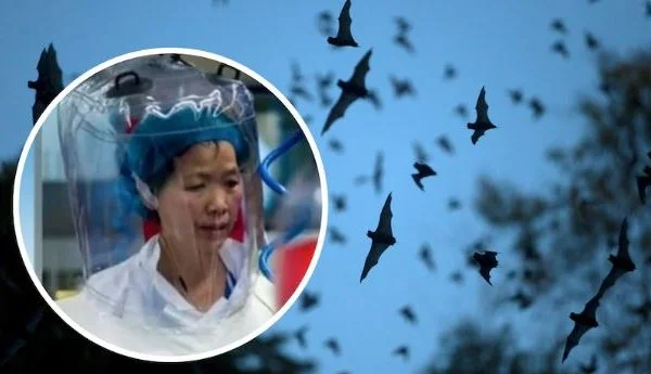 Wuhan Laborwissenschaftler: Coronavirus ist nur die Spitze des Eisbergs. Es gibt mehr Explosionen.