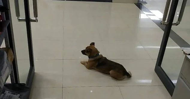 Tocchi, il cane leale aspetta per tre mesi in ospedale al proprietario che è morto del Coronavirus