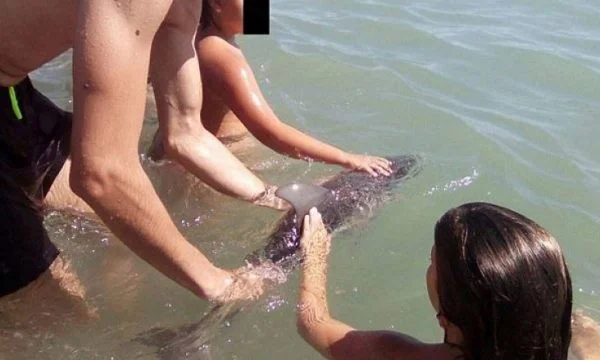 The young dolphin died after tourists pulled it out of the water for photographs