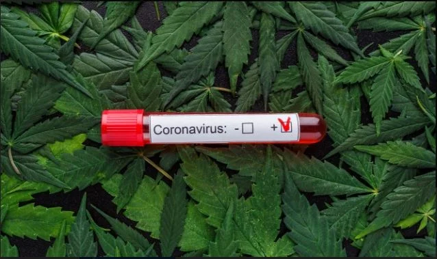 Científicos canadienses: El cannabis puede prevenir y tratar el coronavirus
