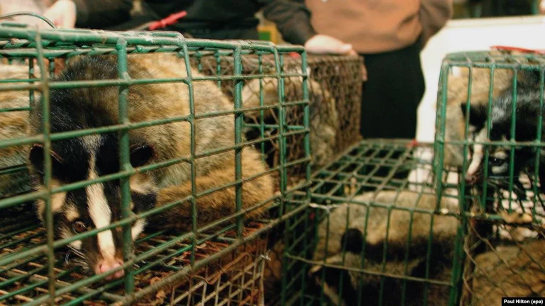 Wuhan prohíbe el consumo de fauna silvestre