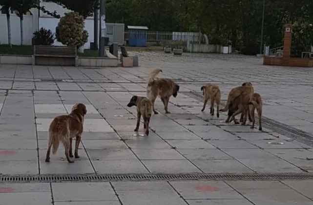 Le professeur d'université le compare aux chiens errants qui ont été graciés sur la place