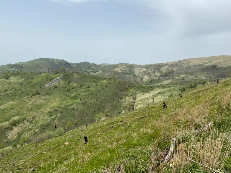 Wie Wälder in der Gemeinde Podujevo zerstört und zerstört werden (Foto/Video)