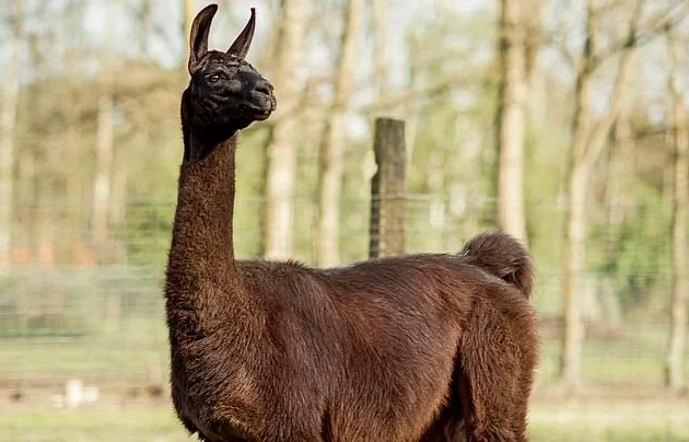 “Nam” that can fight the Coronavirus? The study shows that lama antibodies can conquer the coronavirus