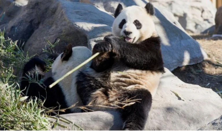 Sin comida, Canadá vuelve pandas a China