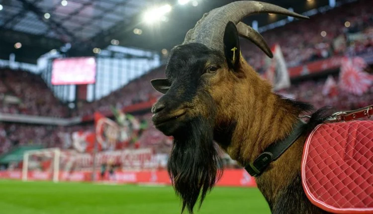 Anche la capra soffre male, non ha più permesso di entrare nello stadio durante i giochi della Bundesliga