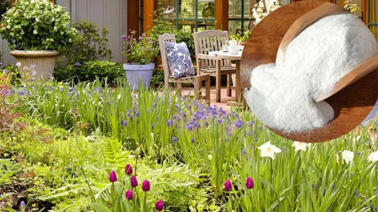 Bikarbon-Soda im Garten statt Pestizide: Blumenüberlauf, Schnecken fliehen, Erde reinigt