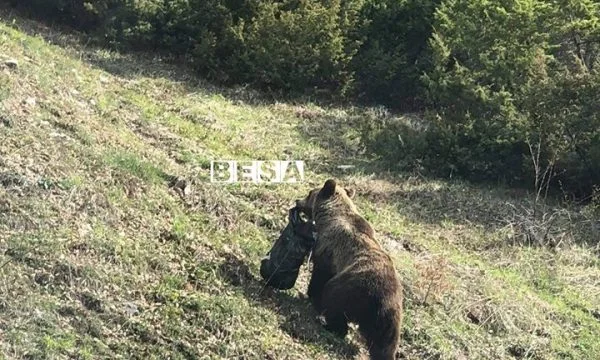 Neue Fotos des Bären in Prevalla
