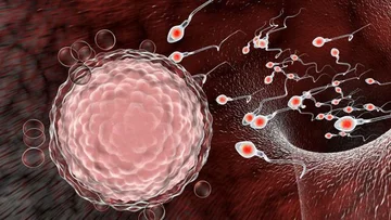 Researchers find coronary in male sperm: What does that mean?