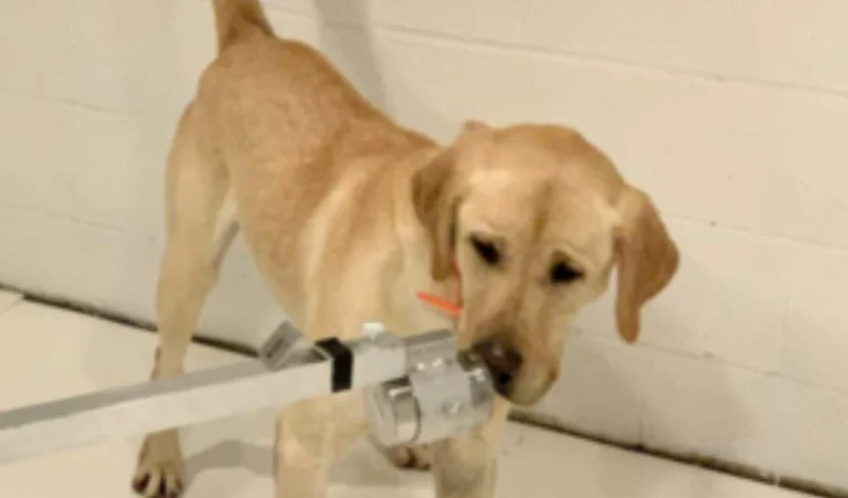 Les chiens américains s'entraînent à sentir le coronavirus chez les patients infectés