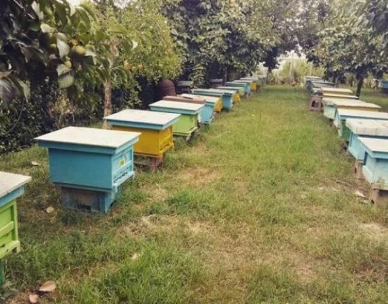 Alarm from around the world: Bees are dying of a virus similar to the coronavirus