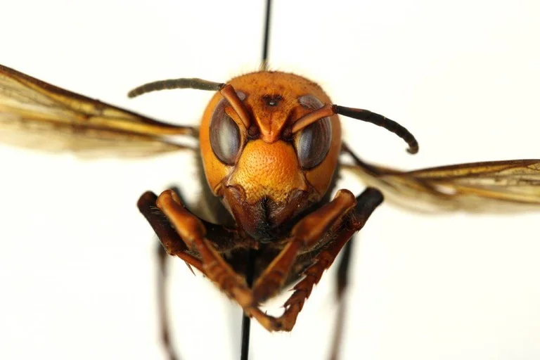Grenza est représentée aux États-Unis : La conquête des gens des cornichons asiatiques géants devient le prochain post - koronobius peur