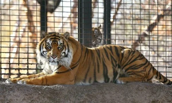 Wie Tiere in Zoos der menschlichen Quarantäne leiden