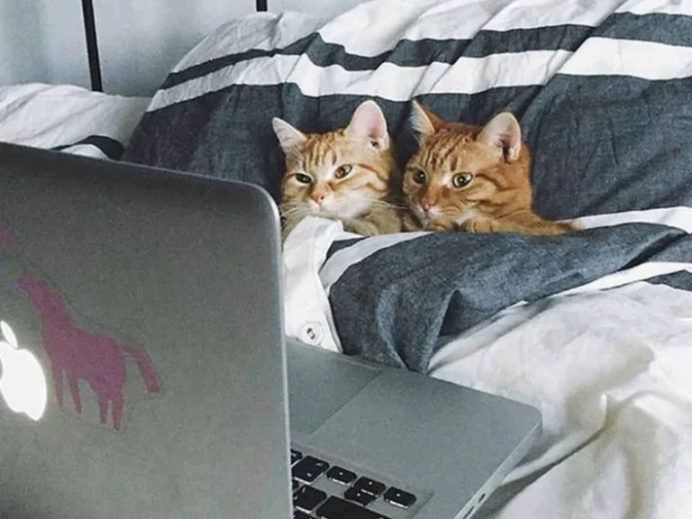 Cosa c'è di nuovo in Netflix questo mese?
