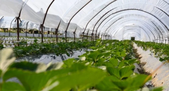 Yet no state aid has arrived to farmers damaged by the pandemic situation