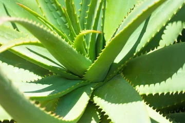 Come Usare Aloes di Vino Versus Diabete