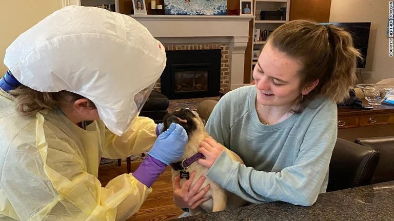 C'est le premier chien infecté par les coronaires aux États-Unis, c'est ce que disent les chercheurs.