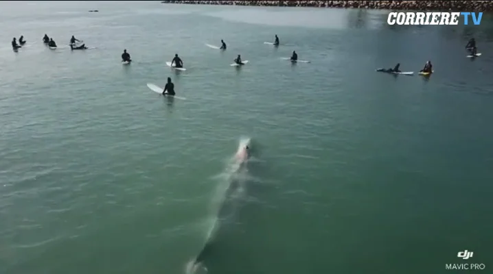 The pandemic seems to be healing nature, seeing whales and dolphins in the Adriatic