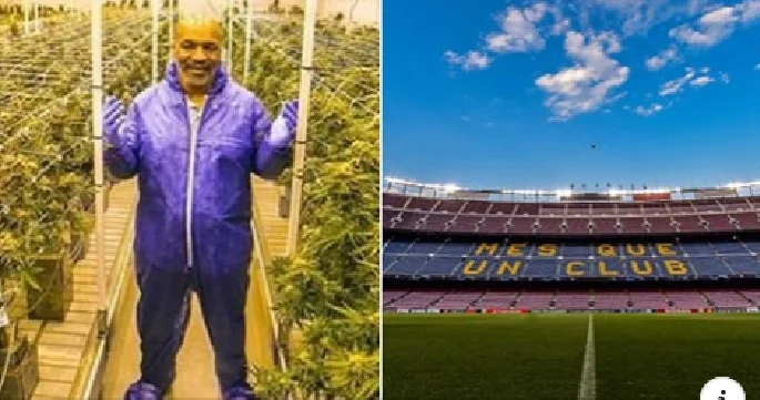 Tyson's partner on the cannabis plantation convinced that he will secure the rights of Camp Nouʹ