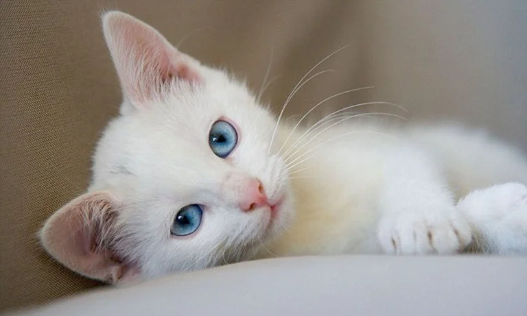 Wussten Sie schon? Cat Biss führt zu Depression