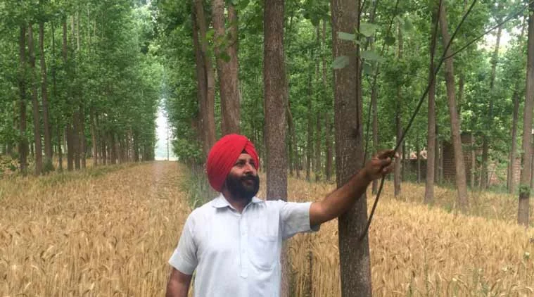 India declares war on poplar trees: Says they're causing fever, sneezing and coughing