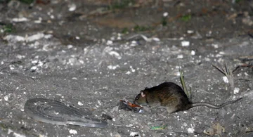 Les rats deviennent des cannibales et des furieux à cause du coronaire : Créez des armées entières et combattez à mort