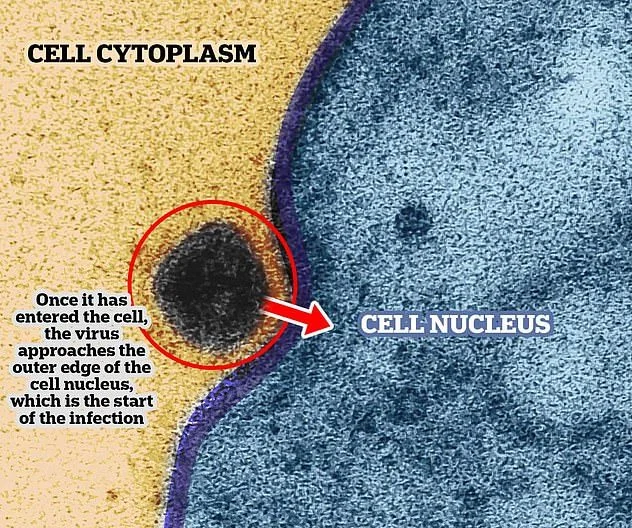 Considere el momento en que el virus ataca a la célula sana