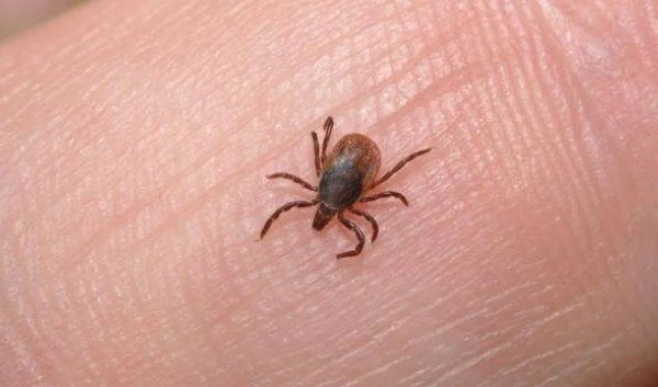 Malishevo non trova pace, dopo la faccia coronarica sanguinante febbre