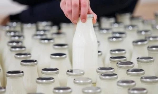 Corse in Karantina, Bauern können Milch nicht zu Milch liefern
