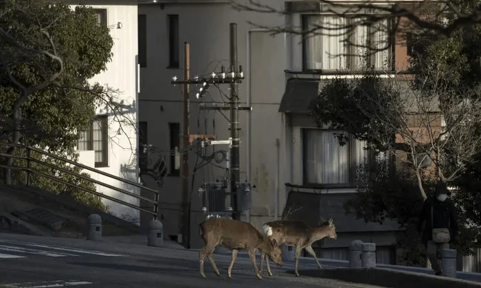 Animals invasion the city of San Francisco after blocking by Coronavirus