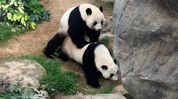 Après avoir quitté le Zoo, les pandas font enfin l'amour après 10 ans