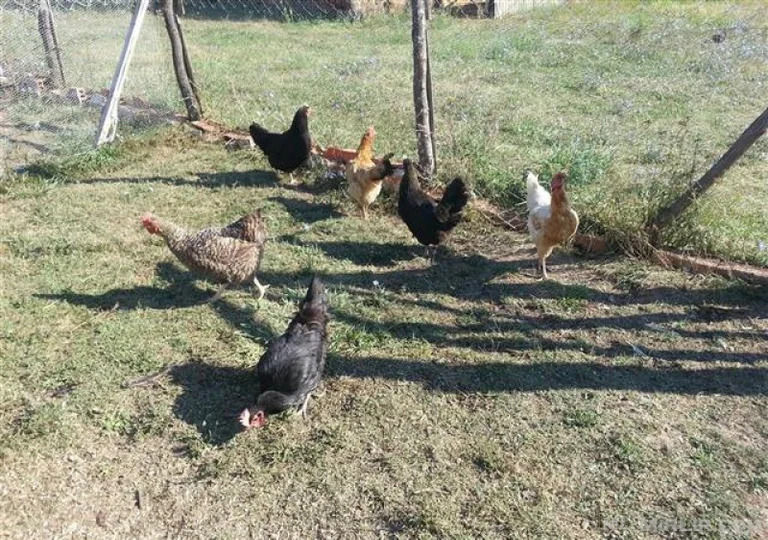 I cittadini albanesi con la coronaria in Italia sono catturati fuori dalla quarantena e multati di 800 euro: devo nutrire i polli.