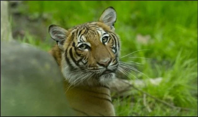 Tiger est positif avec le coronaire.