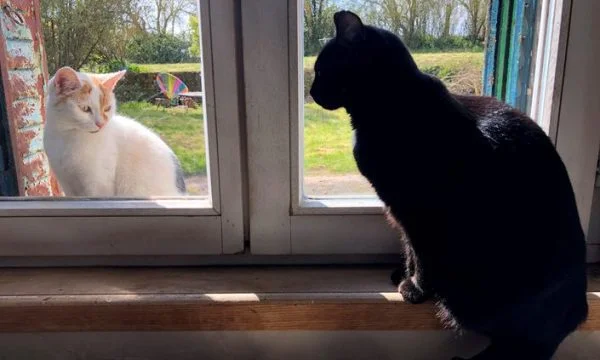 Deux chats ont trouvé positif avec les coronaires, mais les gens infectent les gens ? Considérez ce que disent les experts