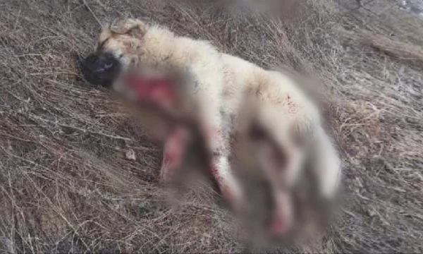 Restelica Einwohner: Einige Menschen aus Albanien werden von uns stehlen und unsere Tiere töten