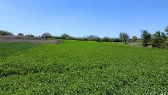 The Podujevo man finds bones in the meadow, allegedly human
