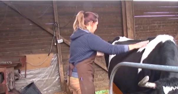 They were caught in Albania, the couple from the Netherlands return to farmers and work in Lezha