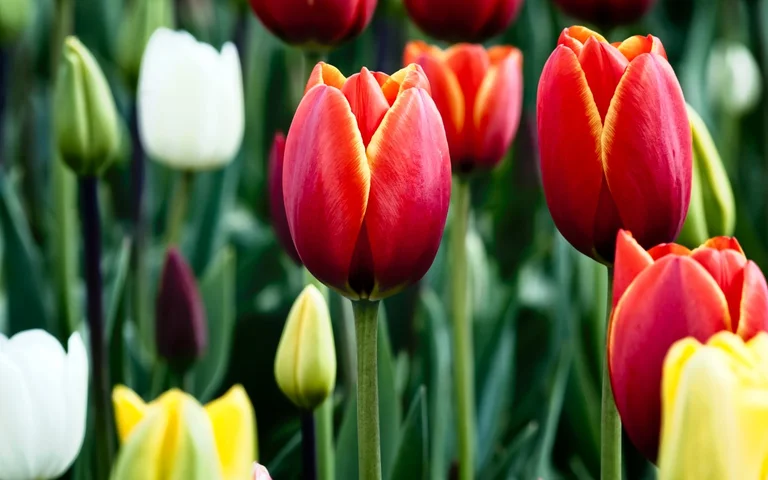 Coronervirus Crisis - The Dutch Forced to Destroy Millions of Tulips Every Day