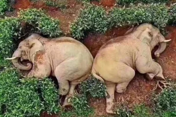 14 éléphants exploitent l'isolement humain : ils le mettent dans une ferme et le boivent pour 30 litres de vin, et deux deviennent une planche.