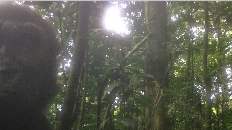 Camera captures images of rare gorillas not seen on earth for over a decade