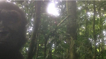 Caméra capture des images de gorilles rares non vues sur terre depuis plus d'une décennie