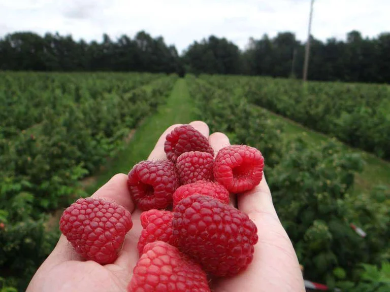La fruta de corazón que los protege de la diabetes y el cáncer está a nuestro alrededor