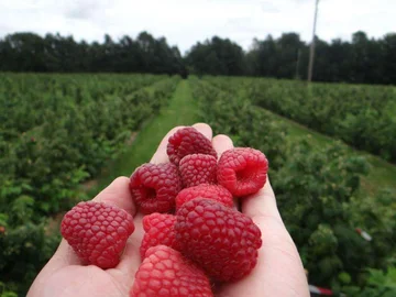 The heartful fruit that protects them from diabetes and cancer is all around us