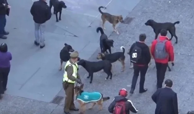 I russi liquidano gatti e cani per paura di coronaria