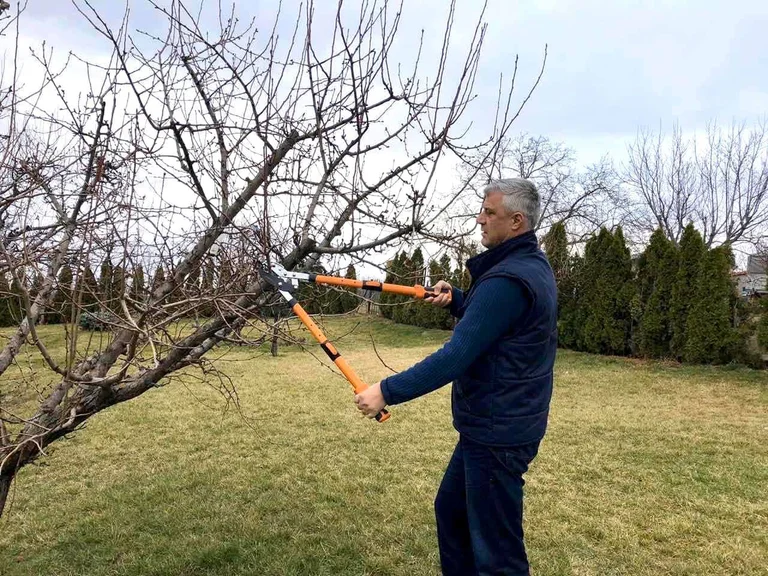 Thaci: Alla vigilia della primavera, il tempo di potatura pipas in eccesso