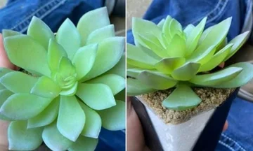 Elle a arrosé la fleur pendant deux ans, et la femme raconte comment elle a réalisé que c'était du plastique