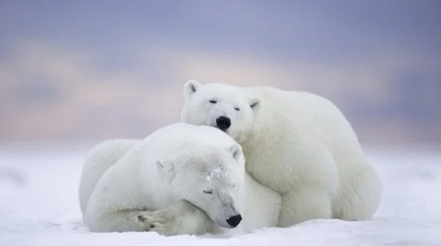 Les ours polaires commencent à se manger.