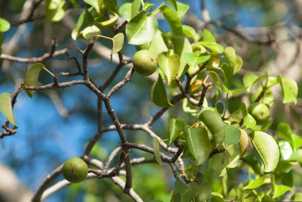 Careful, this tree looks like an apple but it's deadly, it causes internal bleeding